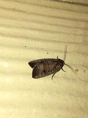 Elaphria fuscimacula