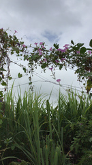 Ipomoea pedicellaris