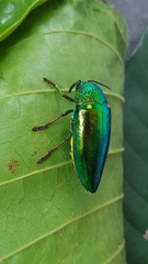 Sternocera