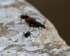 Dolichoderus bispinosus