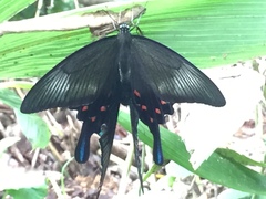 Papilio dehaanii