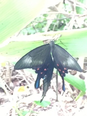 Papilio dehaanii