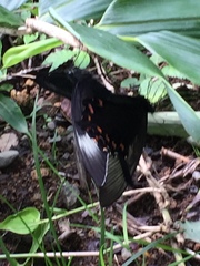 Papilio dehaanii