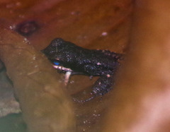 Epipedobates boulengeri