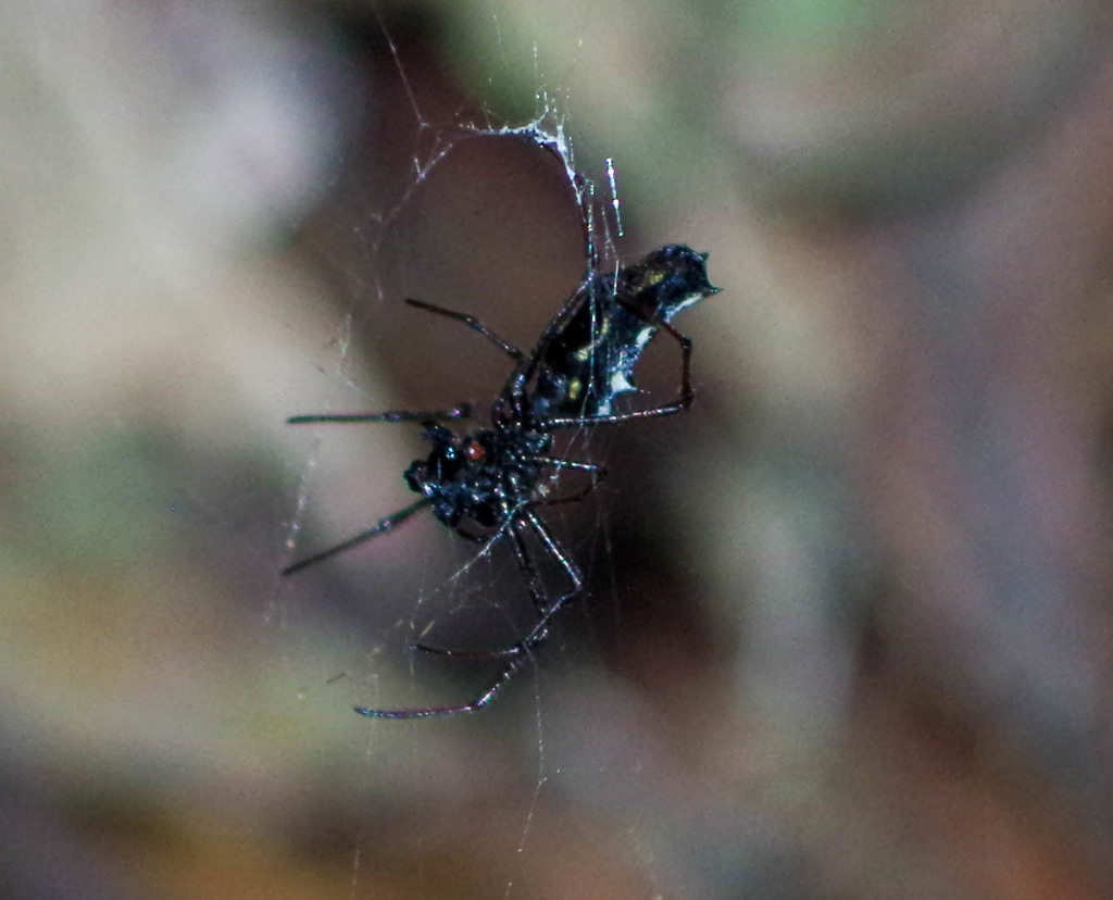 Edricus
