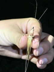Neoconocephalus nebrascensis