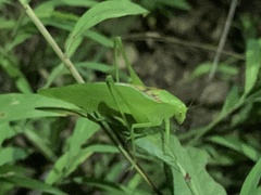 Amblycorypha rotundifolia