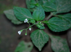 Adenostemma platyphyllum