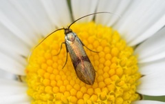 Nemophora fasciella