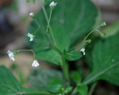 Adenostemma platyphyllum