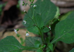 Adenostemma platyphyllum