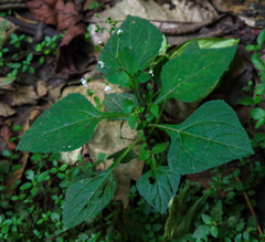 Adenostemma platyphyllum