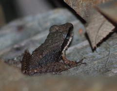 Pristimantis achatinus