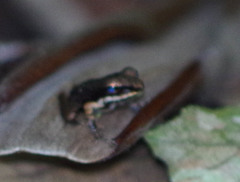 Pristimantis achatinus