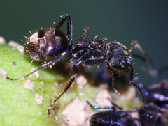 Dolichoderus bispinosus