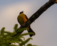 Myiozetetes cayanensis