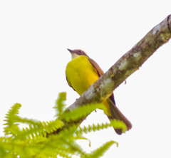 Myiozetetes cayanensis