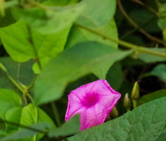 Ipomoea philomega