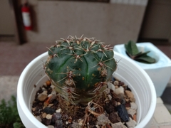 Gymnocalycium