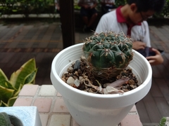 Gymnocalycium