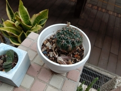 Gymnocalycium