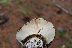 Catathelasma