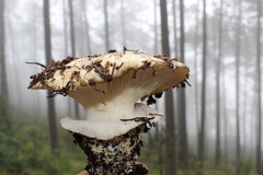 Catathelasma
