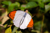 Great Orange Tip - Photo (c) Anil Kumar Verma, some rights reserved (CC BY-NC), uploaded by Anil Kumar Verma