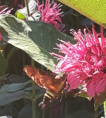 Amphion floridensis