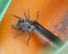 Artoriopsis