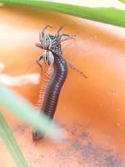 Artoriopsis