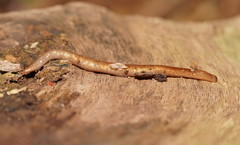Argonemertes australiensis