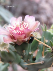 Disonycha varicornis