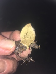 Lycoperdon compactum