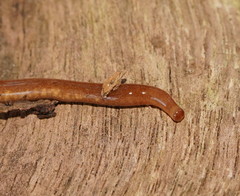 Argonemertes australiensis
