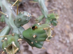 Disonycha varicornis