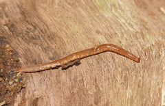 Argonemertes australiensis