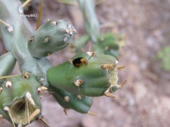 Disonycha varicornis