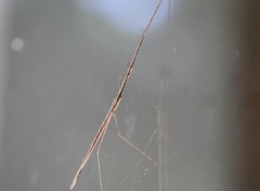 Sipyloidea larryi