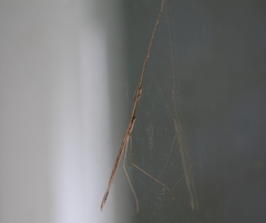 Sipyloidea larryi