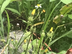 Picris hieracioides morrisonensis