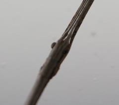 Sipyloidea larryi