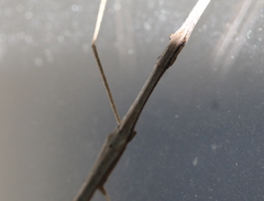 Sipyloidea larryi