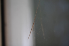 Sipyloidea larryi
