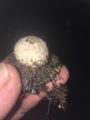 Lycoperdon compactum