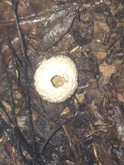 Lycoperdon compactum