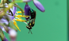 Palaeorhiza disrupta