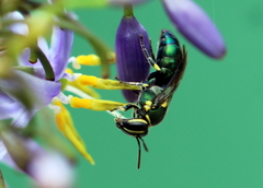 Palaeorhiza disrupta