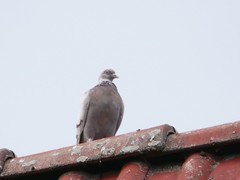 Columba livia domestica