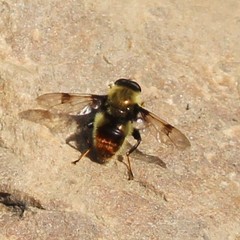 Sericomyia flagrans